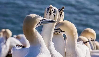 为什么广州人喝茶配点心，佛山人只专注茶本身